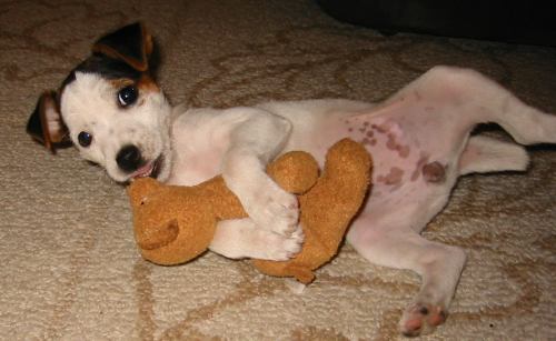 Liloo absolutely loves her new playmate, Teddy.