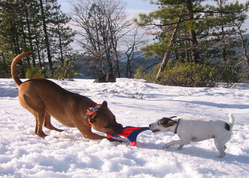 Tug of War During Snowshoe Trip